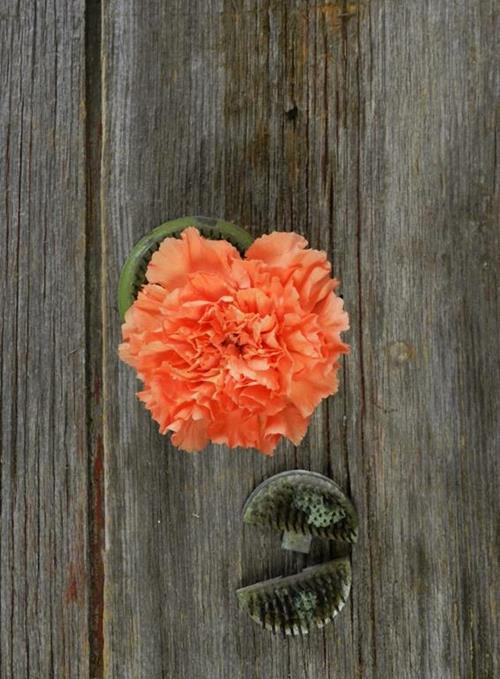 Hermes   Orange Carnations